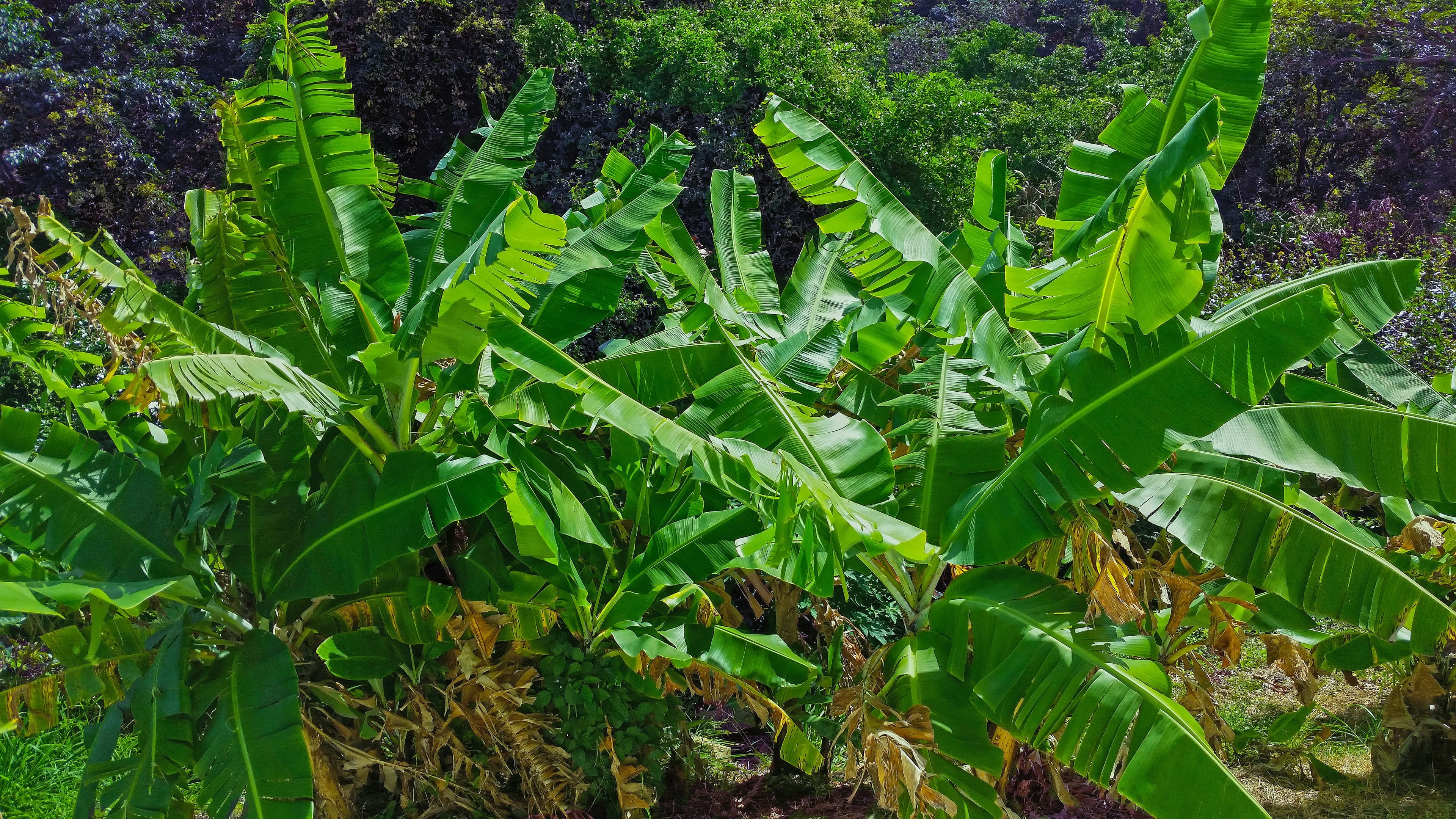 Plantain