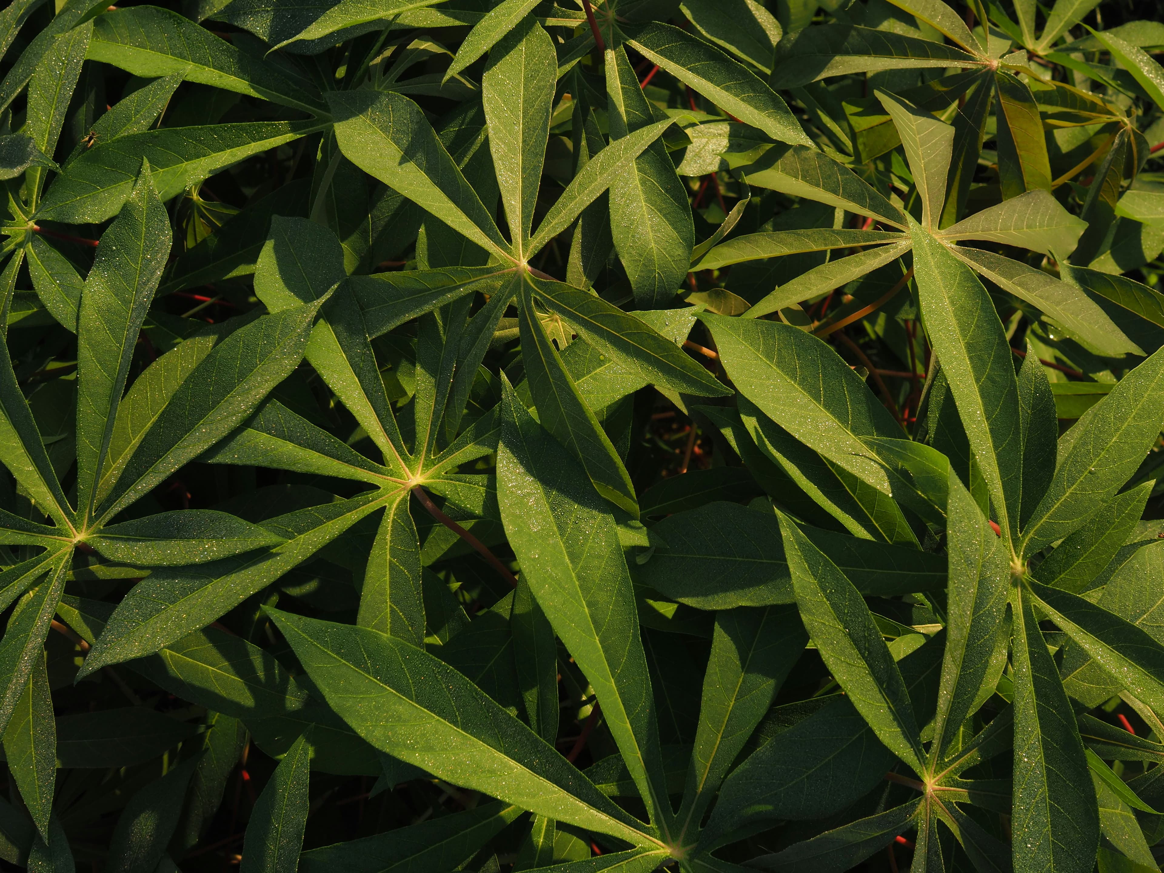 Cassava