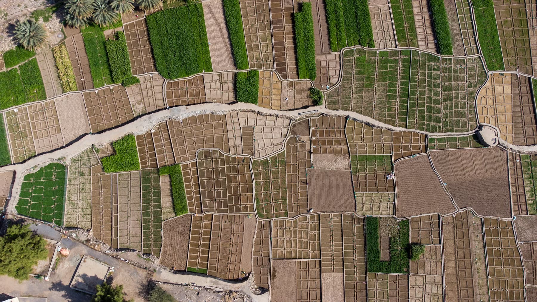 Aerial view of palm plantation farmland